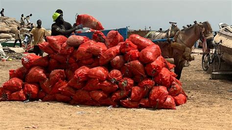 cleaning mud Senegal|Senegal: Cleanup Campaign Yields Over 20 Tons of Waste in .